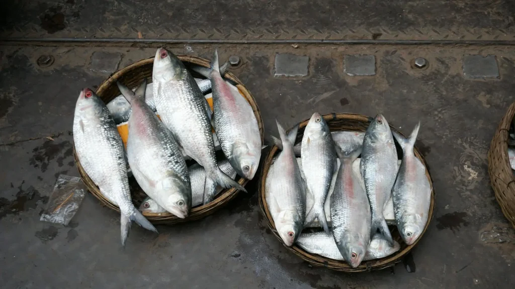 বরিশালের নদীতে ধরা ইলিশ মাছ, বাংলাদেশের জাতীয় মাছ ও নদীমুখী জীবনের প্রতীক।