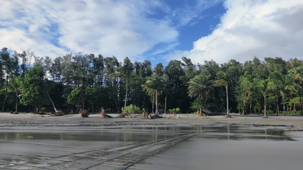 ফয়েজ মিয়ার নারিকেল বাগান: কুয়াকাটার হারানো সবুজ প্রাচীর