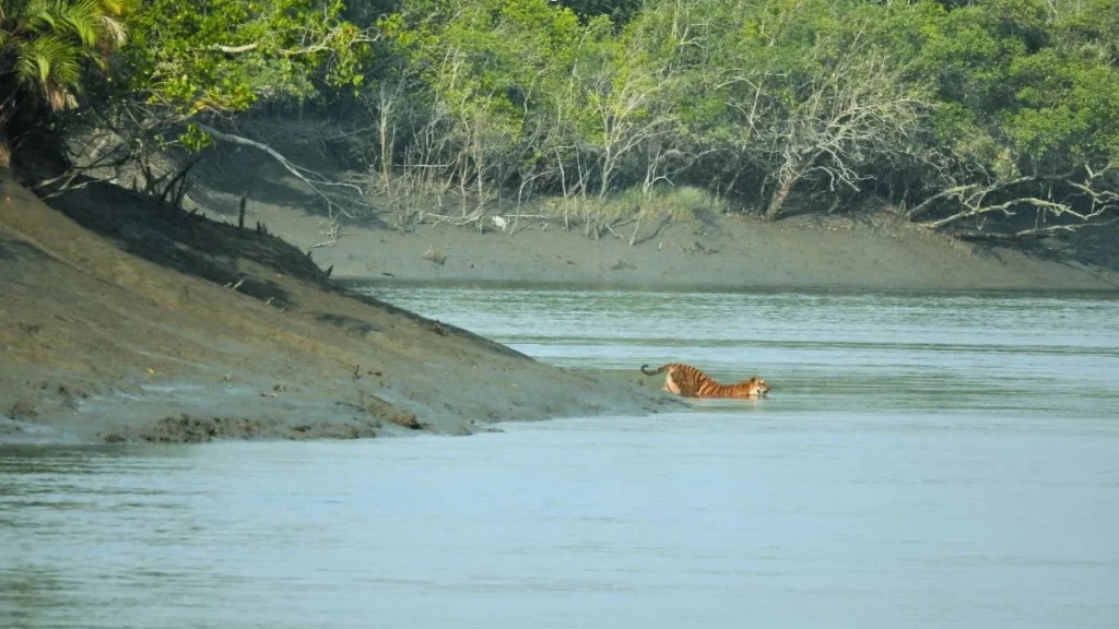 Royal Bengal Tiger in the Sundarban mangrove forest, crossing a river – the forest’s eternal predator and agile swimmer.