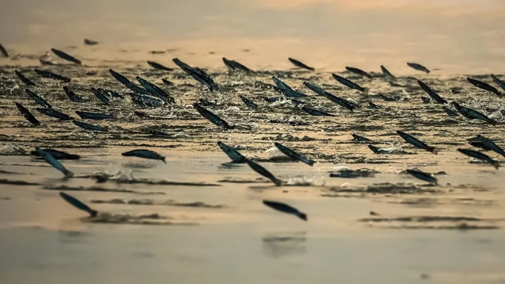 Sundarbans rivers in Bangladesh – home to countless flying fish, representing the mangrove forest’s rich food resources